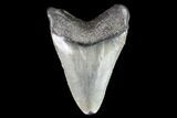 Juvenile Megalodon Tooth - Georgia #101322-1